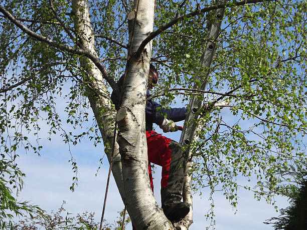 Professional Tree Services in Norwood, OH